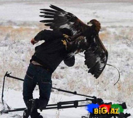 Heyvanların insanlara hücum etdiyi anlar (Fotolar)