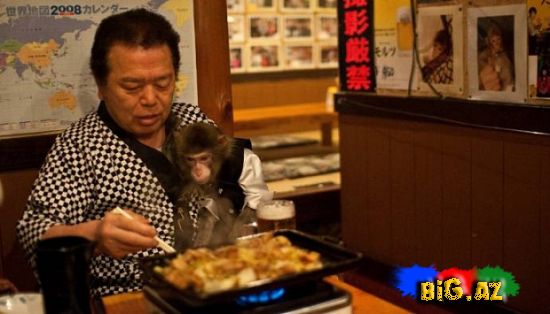 Meymun ofisiantlar (Fotolar)