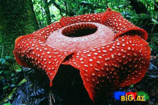 Dünyanın ən böyük gülü (Fotolar)