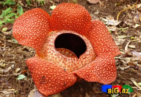 Dünyanın ən böyük gülü (Fotolar)