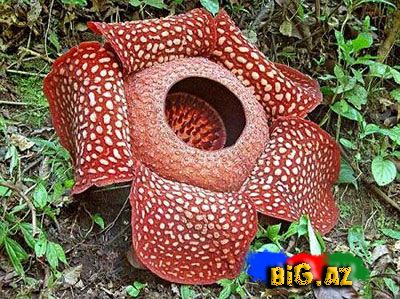 Dünyanın ən böyük gülü (Fotolar)