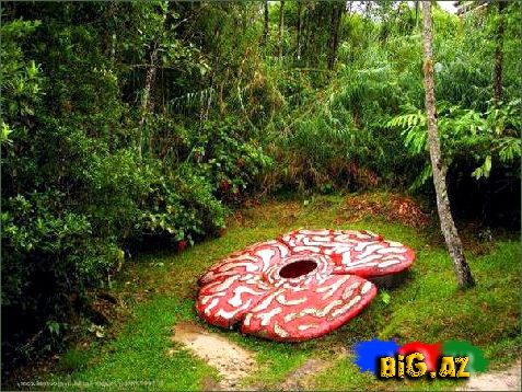 Dünyanın ən böyük gülü (Fotolar)