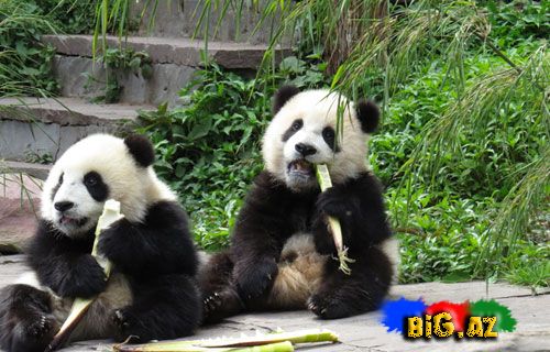 Onlar heyrətamizdirlər (Fotolar)