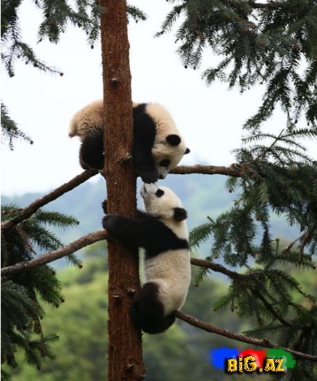 Onlar heyrətamizdirlər (Fotolar)