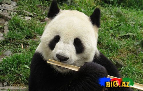 Onlar heyrətamizdirlər (Fotolar)