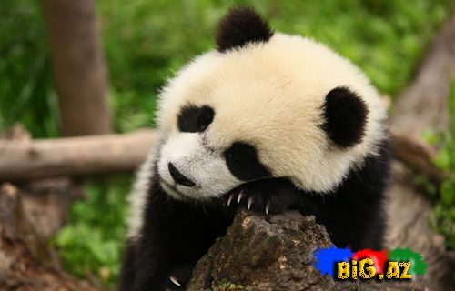 Onlar heyrətamizdirlər (Fotolar)