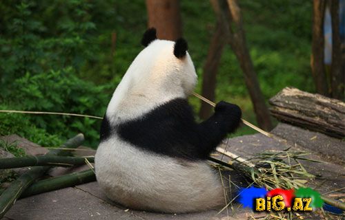 Onlar heyrətamizdirlər (Fotolar)