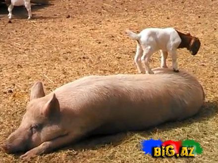 Bala keçi donuza yatmağa imkan vermir (Video)