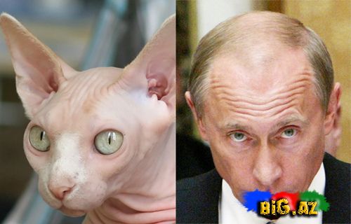 Putinə bənzəyən 14 tüksüz pişik (Fotolar)