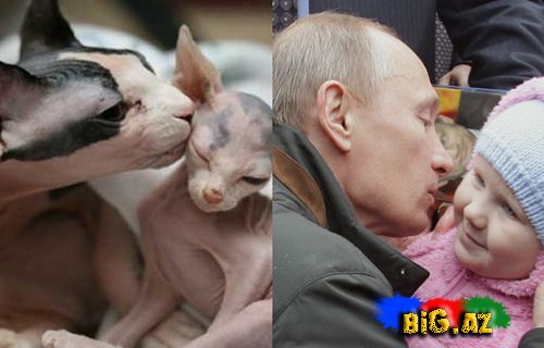 Putinə bənzəyən 14 tüksüz pişik (Fotolar)