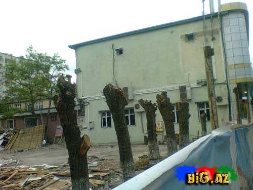 Sumqayıtda ağac soyqırımı davam edir (Fotolar)