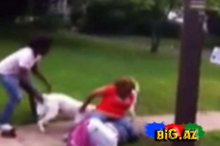 Küçənin ortasında Pitbull dəhşəti (Video)