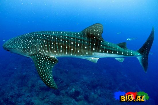 Heyvanlar və ümumi həyat haqqında Maraqlı (Faktlar)