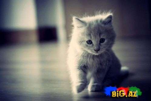 Stolüstü tennis oynayan pişik - VİDEO