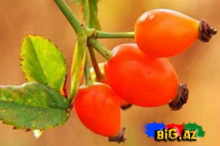 İtburnu möcüzəsi