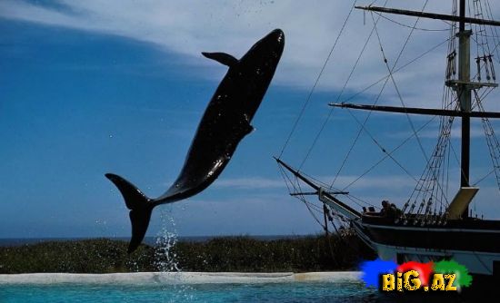 Balinalar Yaponiyanın əlində qaldı