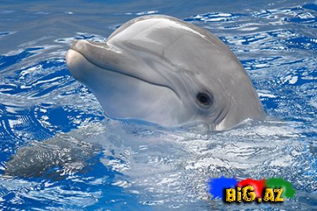 Delfin insandan kömək istədi (Video)