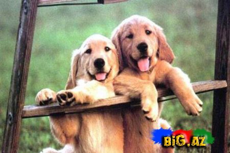 İtlər haqqında 40 Maraqlı məlumat