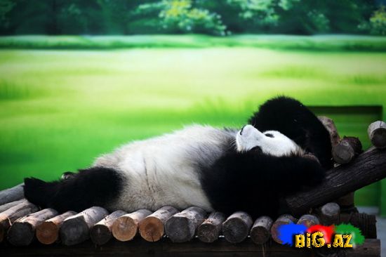 Pandalar belə istirahət edir (Fotolar)