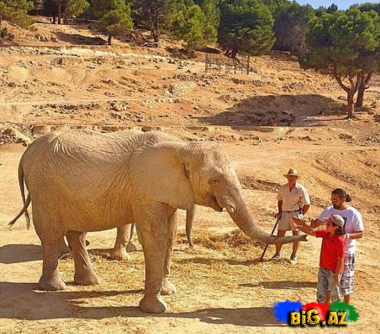 Keçmiş "KVN"çilər Safaridə - Fotolar