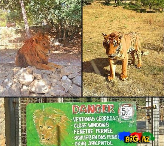 Keçmiş "KVN"çilər Safaridə - Fotolar