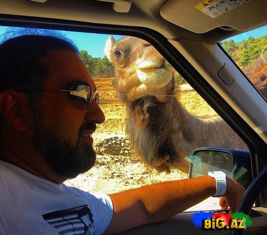 Keçmiş "KVN"çilər Safaridə - Fotolar