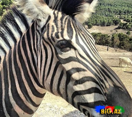 Keçmiş "KVN"çilər Safaridə - Fotolar