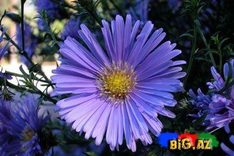 Payız çiçəkləri - FOTO