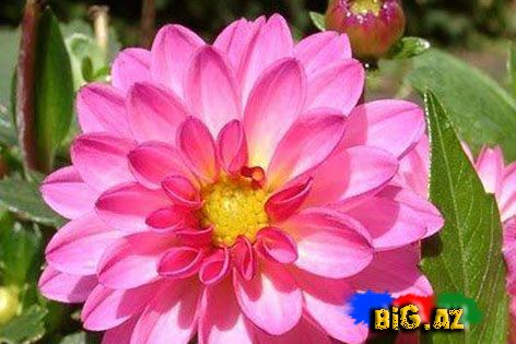 Payız çiçəkləri - FOTO