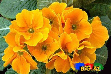 Payız çiçəkləri - FOTO