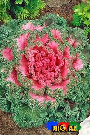 Payız çiçəkləri - FOTO