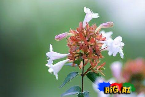 Payız çiçəkləri - FOTO