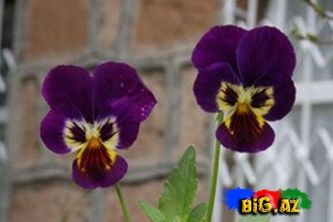 Payız çiçəkləri - FOTO