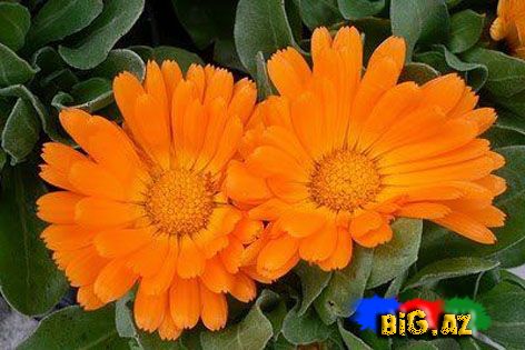 Payız çiçəkləri - FOTO