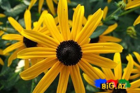 Payız çiçəkləri - FOTO