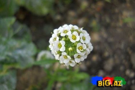 Payız çiçəkləri - FOTO