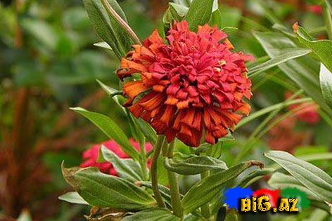 Payız çiçəkləri - FOTO