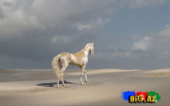 Dünyanın ən gözəl atları - FOTO