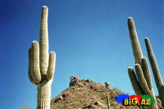  Dünyada ən ucuz ölümlər SİYAHI FOTOLAR