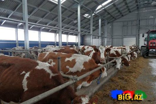  Dünyada ən ucuz ölümlər SİYAHI FOTOLAR