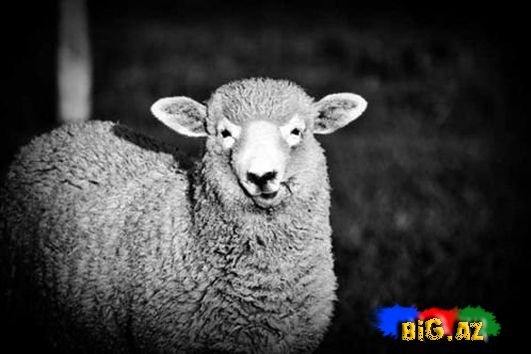  Dünyada ən ucuz ölümlər SİYAHI FOTOLAR