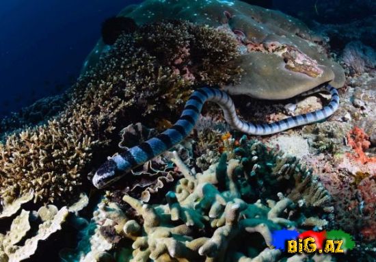 Dünyanın ən zəhərli ilanı FOTOLAR