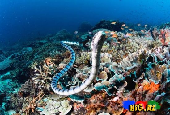 Dünyanın ən zəhərli ilanı FOTOLAR