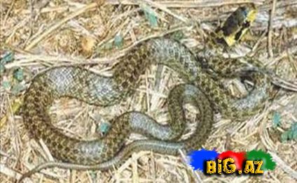 Dünyanın ən zəhərli ilanı FOTOLAR