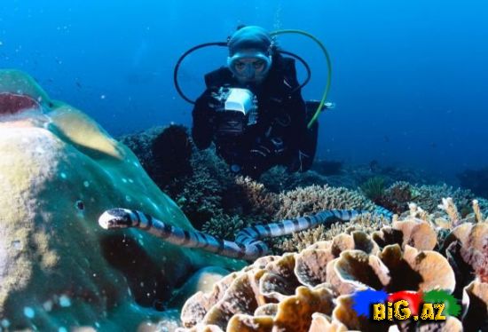 Dünyanın ən zəhərli ilanı FOTOLAR