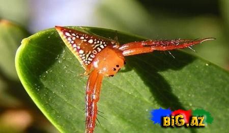 Üçbucaq hörümçək MARAQLI