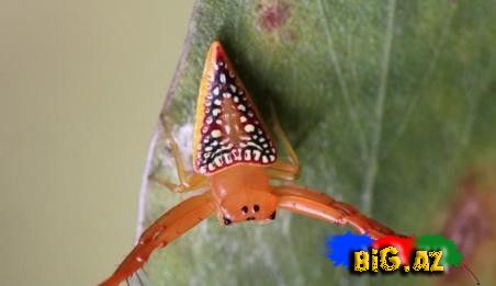 Üçbucaq hörümçək MARAQLI