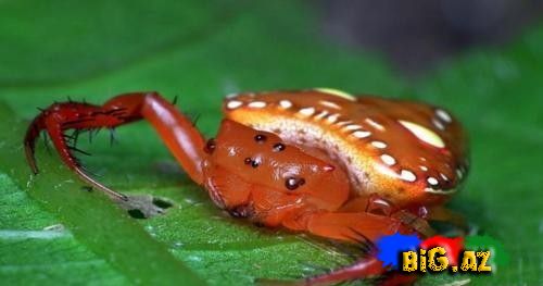 Üçbucaq hörümçək MARAQLI