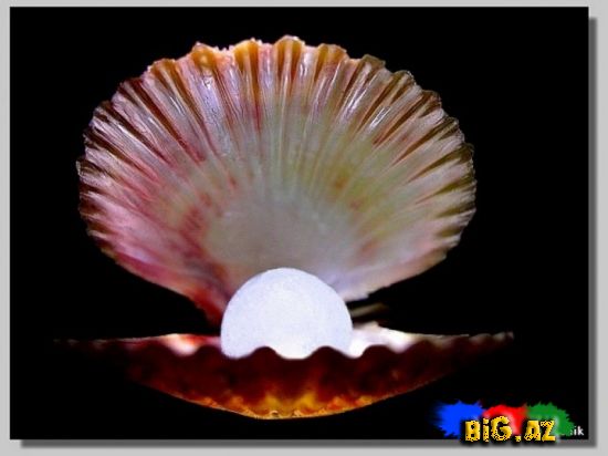 Mirvarilərin yaranması və xüsusiyyətləri