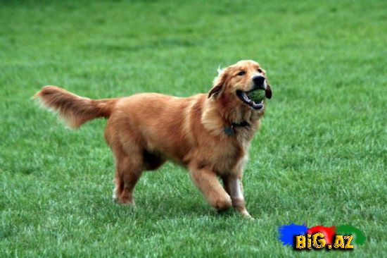 Uşaqların ən çox sevdiyi 10 it növü - FOTO